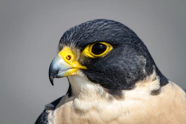 Peregrine Falcon — Fotografie, imagine de stoc