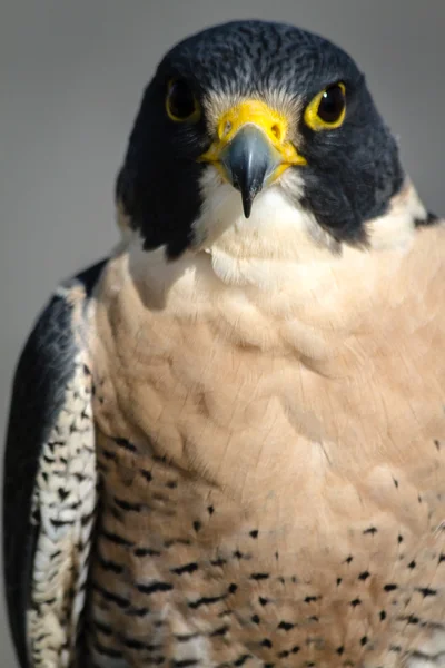 Peregrine Falcon — Stock Photo, Image