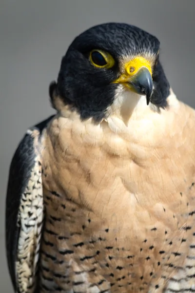 Peregrine Şahini — Stok fotoğraf