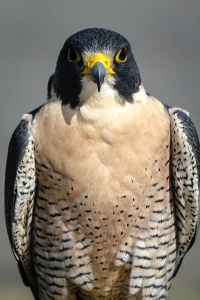 Peregrine Şahini — Stok fotoğraf