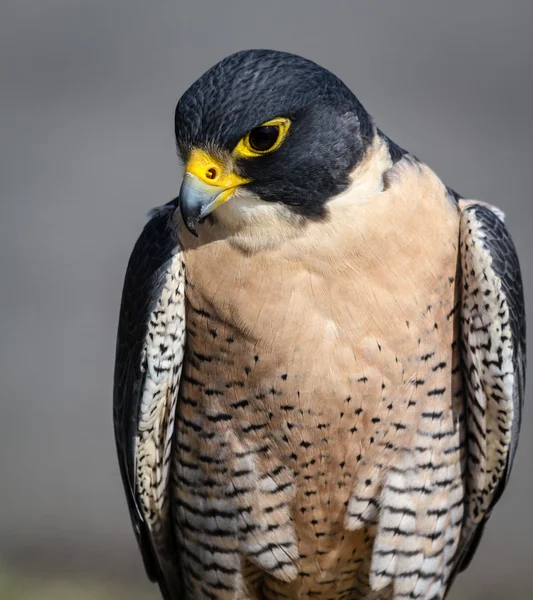 Peregrine Şahini — Stok fotoğraf