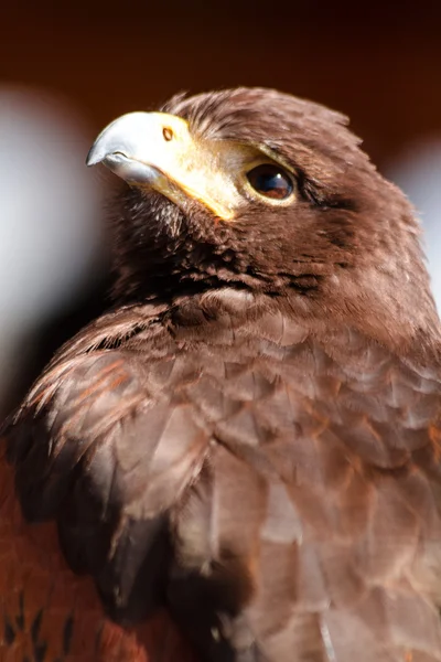 Harris Hawk — Stock Photo, Image