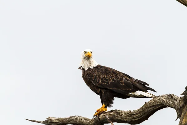 Aigle mangeant du poisson — Photo