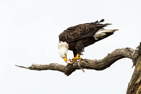 Eagle Eating Fish — Stock Photo, Image