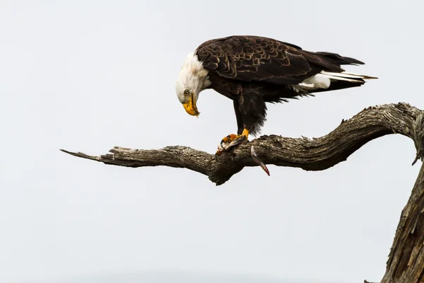 Águila comiendo pescado — Foto de Stock