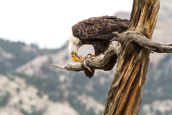 Águila comiendo pescado — Foto de Stock