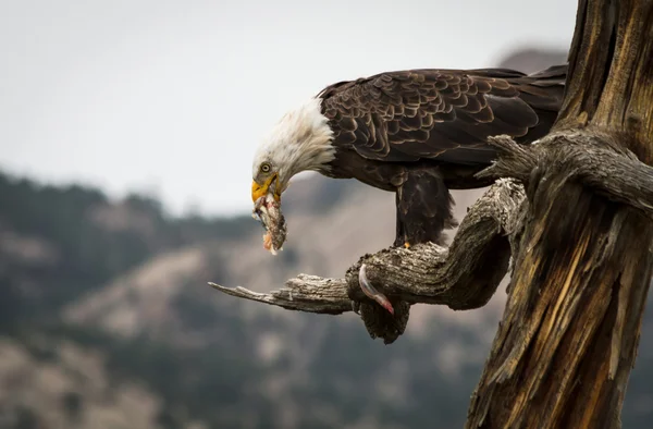 Aigle mangeant du poisson — Photo