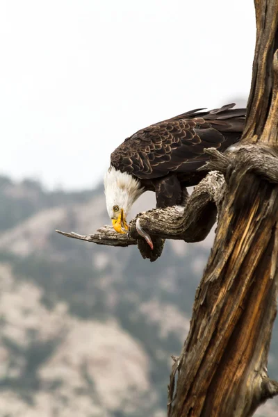 Eagle Eating Fish — Stock Photo, Image