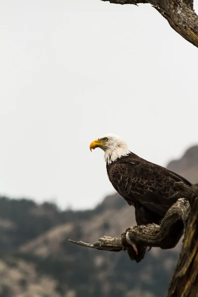 Eagle Eating Fish — Stock Photo, Image