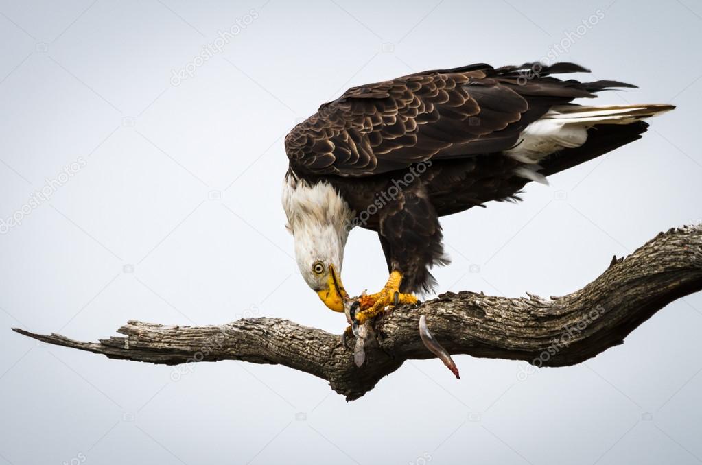 Eagle Eating Fish