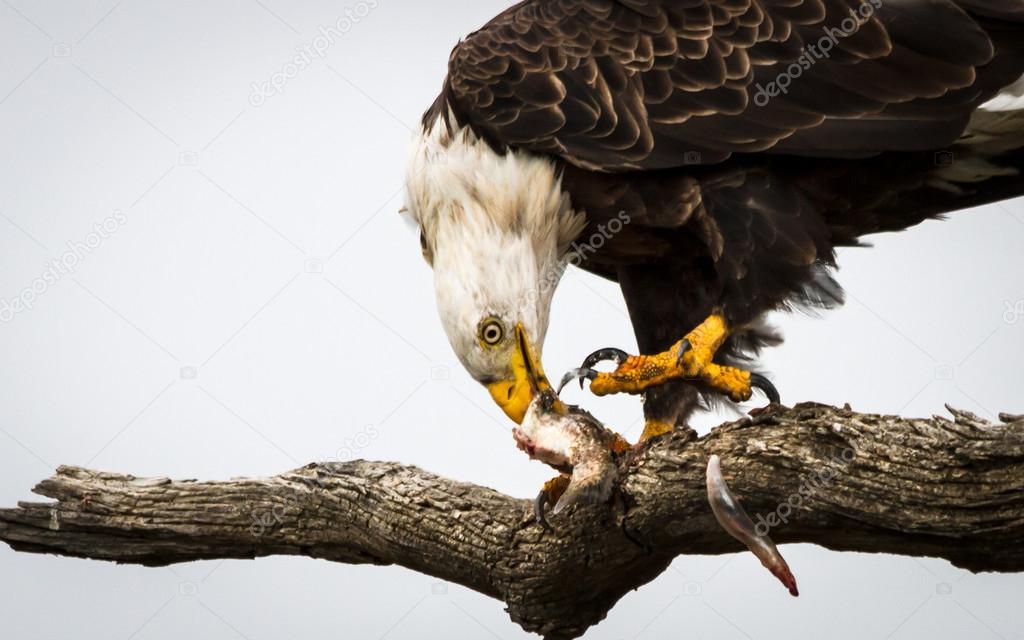 Eagle Eating Fish Stock Photo by ©TeriVirbickis 33724883