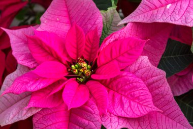 Poinsettias