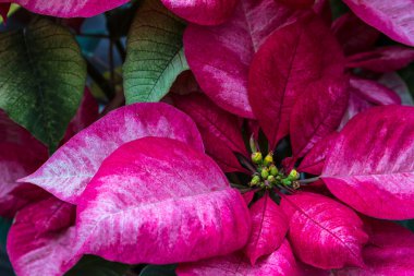Poinsettias