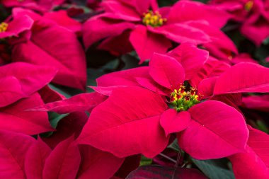Poinsettias