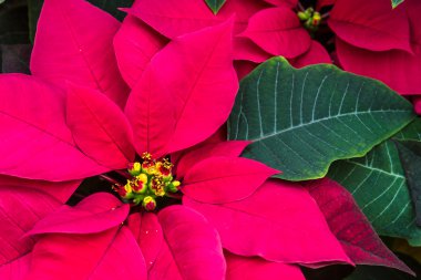Poinsettias