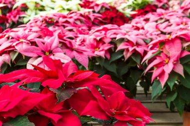 Poinsettias