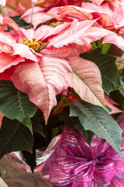 Poinsettias