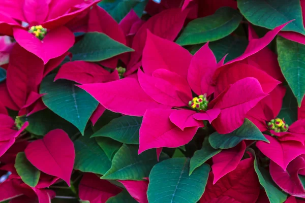 Poinsettias — Stock Photo, Image