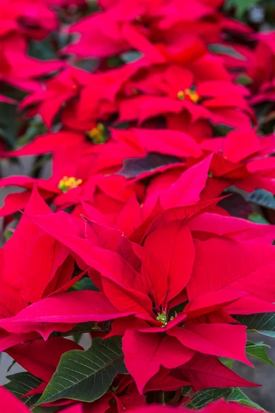 Poinsettias — Stok fotoğraf