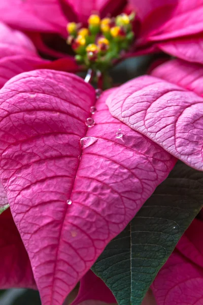 Poinsettie — Foto Stock