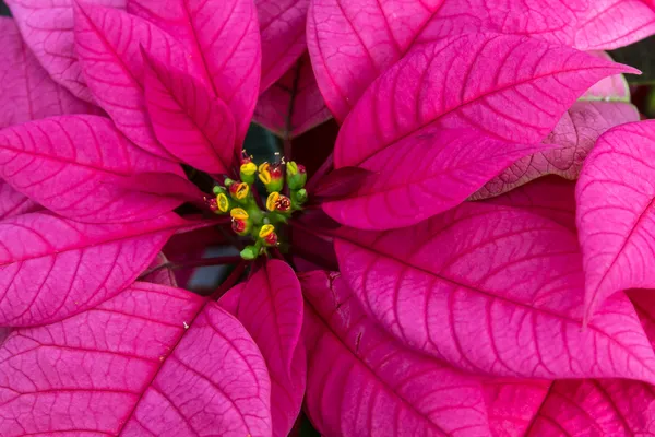 Poinsettie — Foto Stock