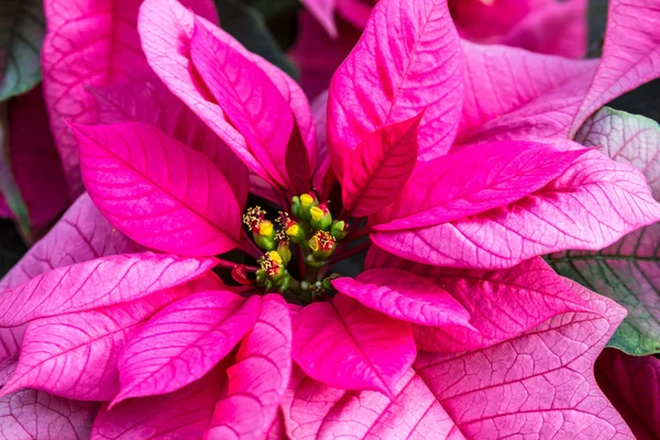 Poinsettie — Foto Stock