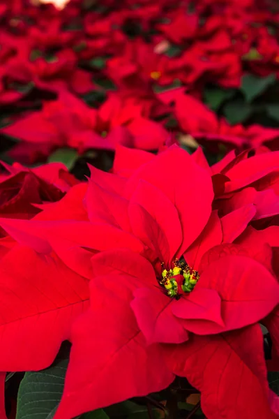 Poinsettias — Stock Photo, Image