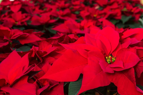 Poinsettias — Stok fotoğraf