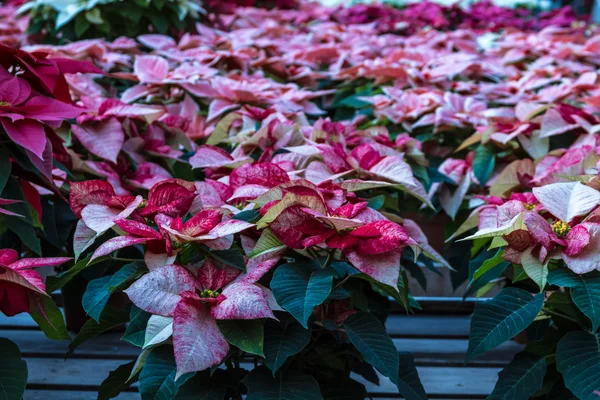 Poinsettias — Stock Photo, Image