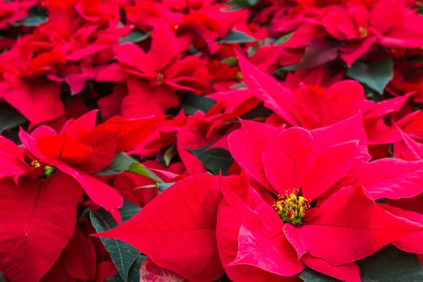 Poinsettias — Stock Photo, Image