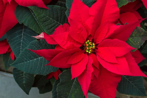 Poinsettias — Stok fotoğraf