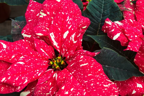 Poinsettias — Stok fotoğraf