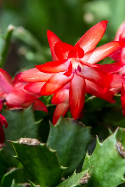 Christmas Cactus — Stock Photo, Image