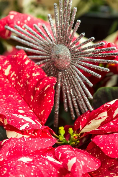 Poinsétias — Fotografia de Stock