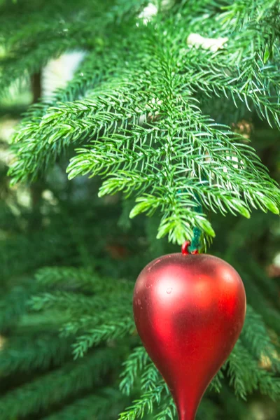 Alberi di pino — Foto Stock