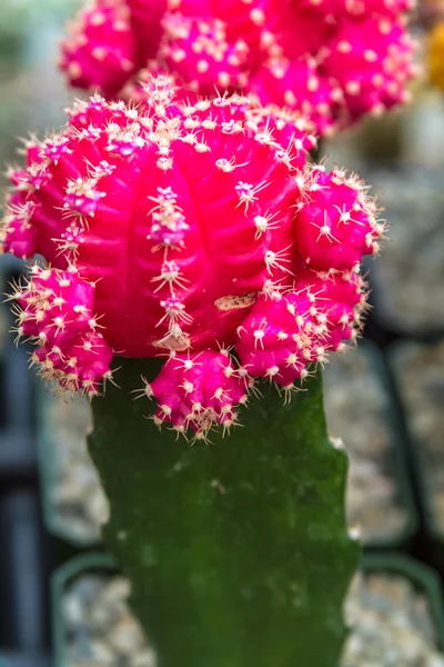 Barrel cactus — Stock fotografie