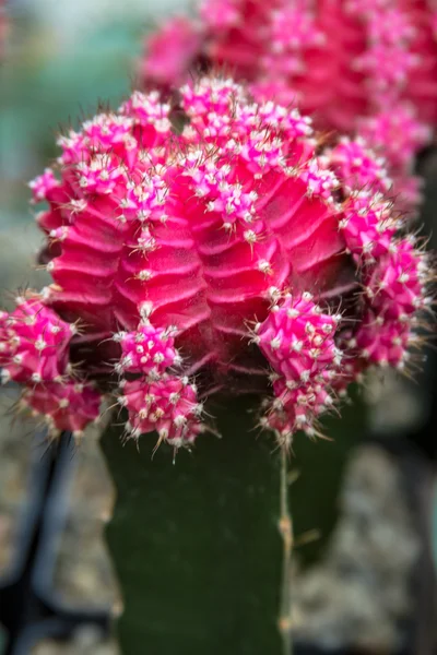 Barrel cactus — Stockfoto