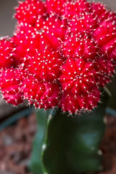 Бочковый кактус — стоковое фото