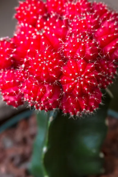 Barrel cactus — Zdjęcie stockowe