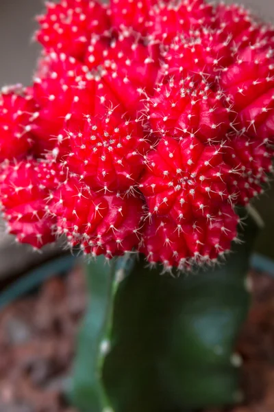 Barrel cactus — Stock fotografie