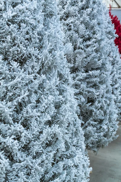 Hrnuli vánoční stromky — Stock fotografie