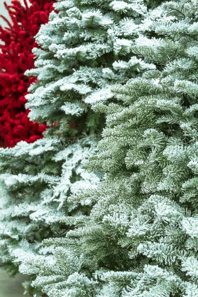 Geflohene Weihnachtsbäume — Stockfoto