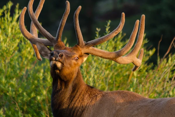 Býk elk — Stock fotografie