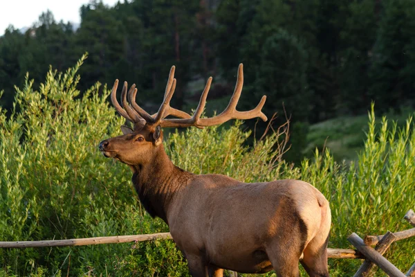 Stier elanden — Stockfoto