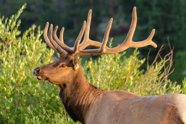 Bull Elk — Stock Photo, Image