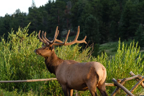 Bull Elk — Stock Photo, Image