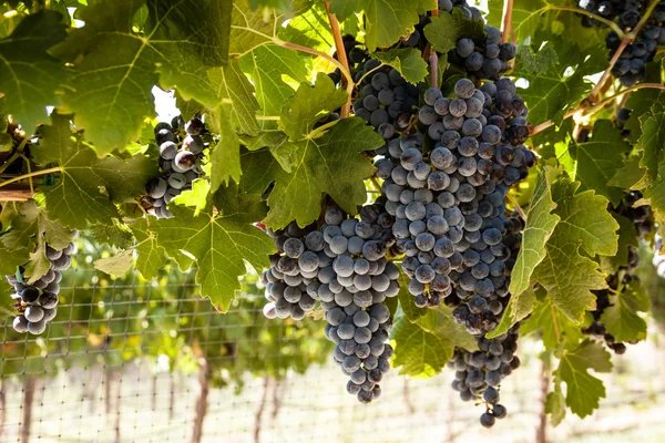 Vineyard — Stock Photo, Image