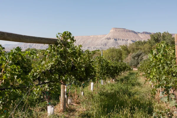 Vineyard — Stock Photo, Image