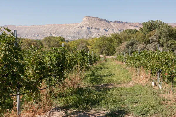 Vineyard — Stock Photo, Image