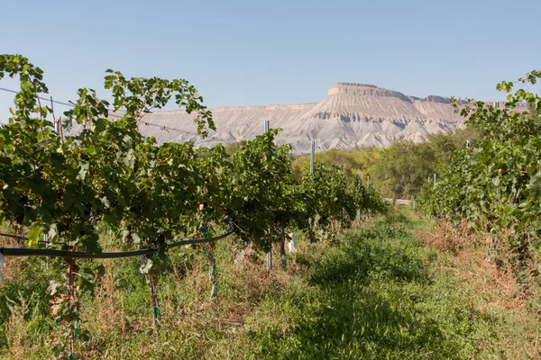 Weinberg — Stockfoto